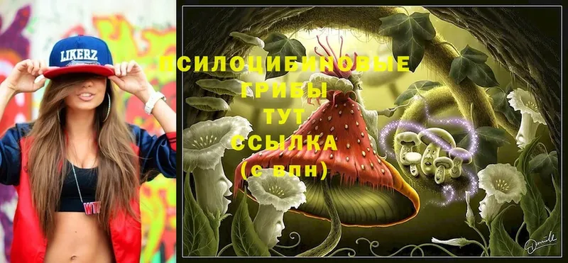 Псилоцибиновые грибы Magic Shrooms  Можга 